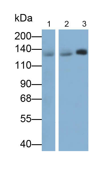 Monoclonal Antibody to N-cadherin (NCAD)