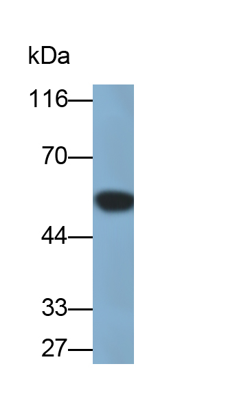 Monoclonal Antibody to Salivary Alpha Amylase (AMY1A)