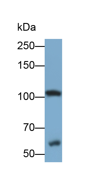 Monoclonal Antibody to Prominin 1 (PROM1)