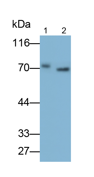 Monoclonal Antibody to Interleukin 1 Receptor Associated Kinase 3 (IRAK3)