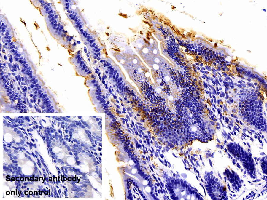 Monoclonal Antibody to Lipopolysaccharide (LPS)