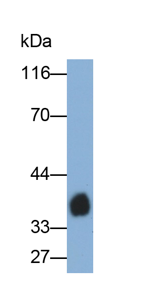 Monoclonal Antibody to Lipopolysaccharide (LPS)