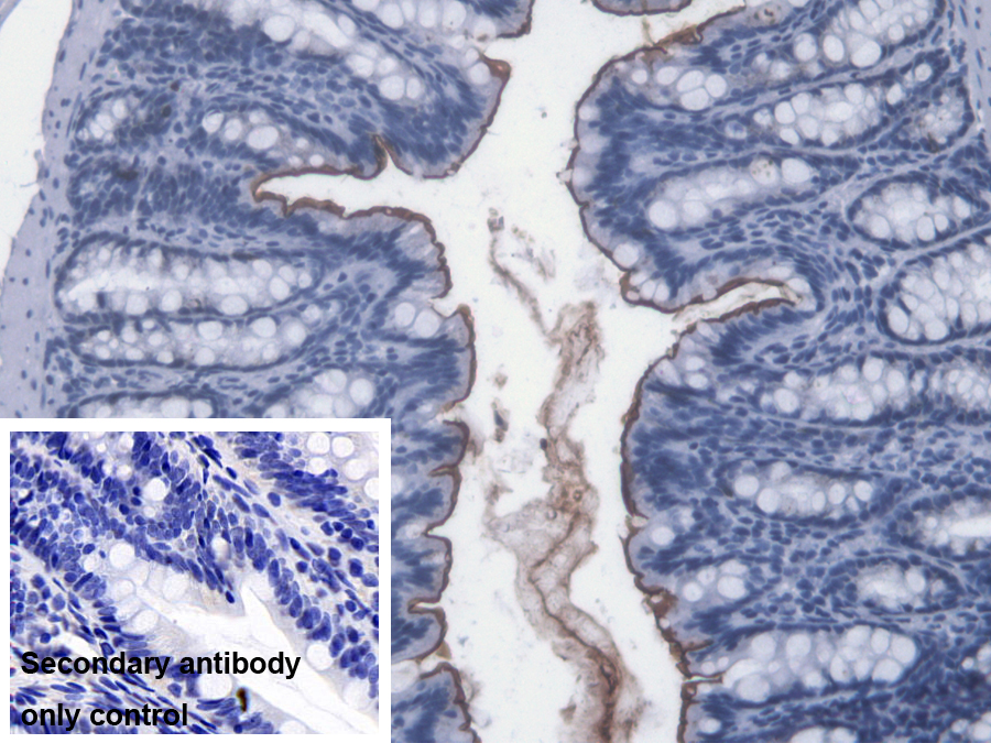 Monoclonal Antibody to Lipopolysaccharide (LPS)