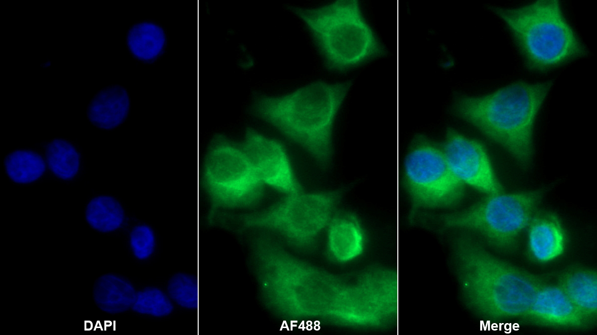 Monoclonal Antibody to Indoleamine-2,3-Dioxygenase (IDO)