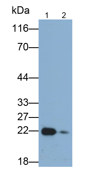 Monoclonal Antibody to Large Multifunctional Peptidase 7 (LMP7)