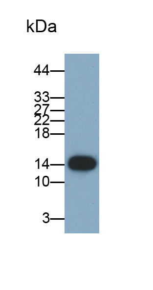 Monoclonal Antibody to Fatty Acid Binding Protein 1 (FABP1)