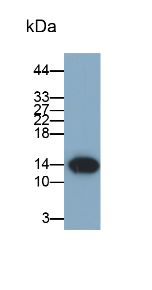 Monoclonal Antibody to Fatty Acid Binding Protein 1 (FABP1)