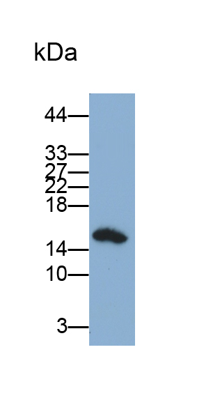 Monoclonal Antibody to Fatty Acid Binding Protein 1 (FABP1)