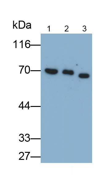Monoclonal Antibody to Cluster Of Differentiation 64 (CD64)