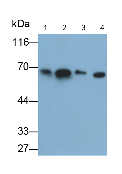 Monoclonal Antibody to Cluster Of Differentiation 64 (CD64)
