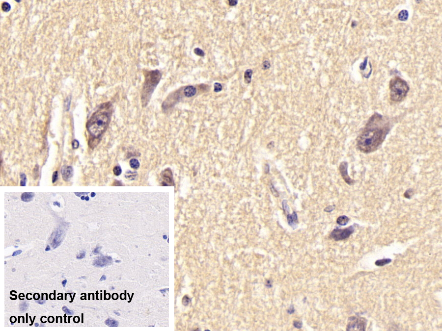 Monoclonal Antibody to Neuraminidase (NEU)