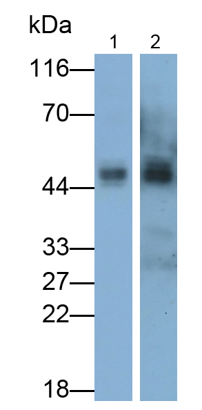 Monoclonal Antibody to Neuraminidase (NEU)