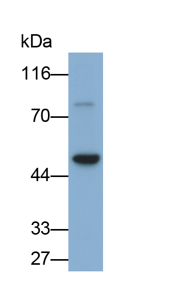 Monoclonal Antibody to Neuraminidase (NEU)