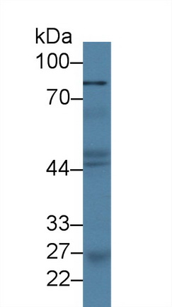 Monoclonal Antibody to Cytosolic Phospholipase A2 (PLA2G4)