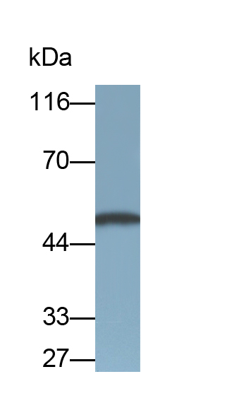 Monoclonal Antibody to Myostatin (MSTN)