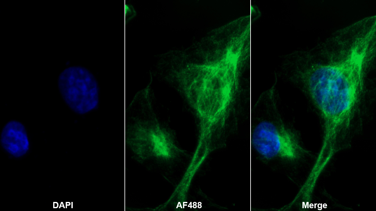 Monoclonal Antibody to Myostatin (MSTN)