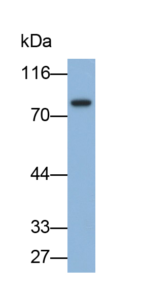 Monoclonal Antibody to Melanotransferrin (MFI2)