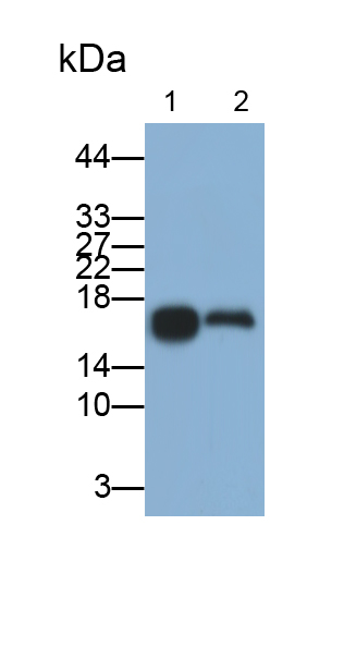 Monoclonal Antibody to Lipocalin 1 (LCN1)