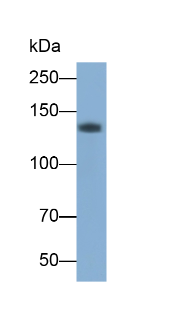 Monoclonal Antibody to Cluster Of Differentiation (CD163)