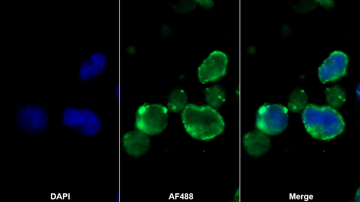 Monoclonal Antibody to Immunoglobulin Superfamily, Member 12 (IGSF12)