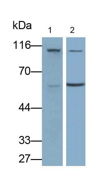 Monoclonal Antibody to Signal Transducer And Activator Of Transcription 6 (STAT6)