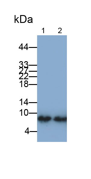 Monoclonal Antibody to S100 Calcium Binding Protein A8 (S100A8)