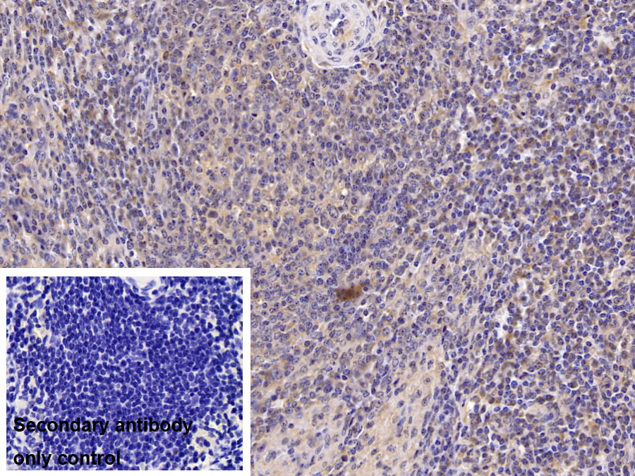 Monoclonal Antibody to Cluster Of Differentiation 3d (CD3d)