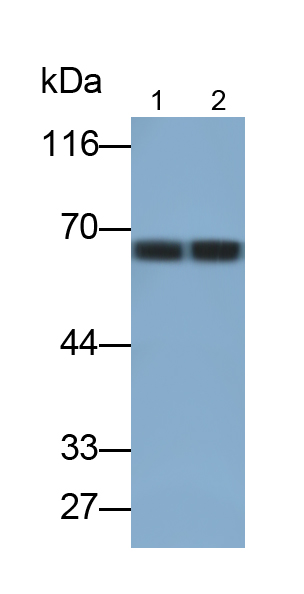 Monoclonal Antibody to Cluster Of Differentiation 19 (CD19)