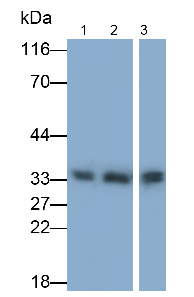 Monoclonal Antibody to Cyclin Dependent Kinase 1 (CDK1)