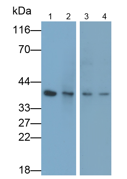 Monoclonal Antibody to Glyceraldehyde-3-Phosphate Dehydrogenase (GAPDH)
