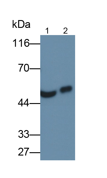 Monoclonal Antibody to Leucine Rich Alpha-2-Glycoprotein 1 (LRG1)