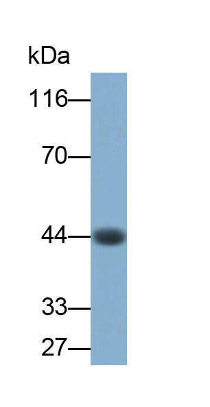 Monoclonal Antibody to Tar DNA Binding Protein 43kDa (TDP43)