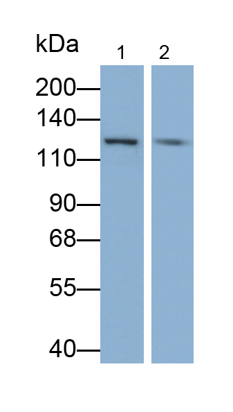 Monoclonal Antibody to Cluster Of Differentiation 34 (CD34)