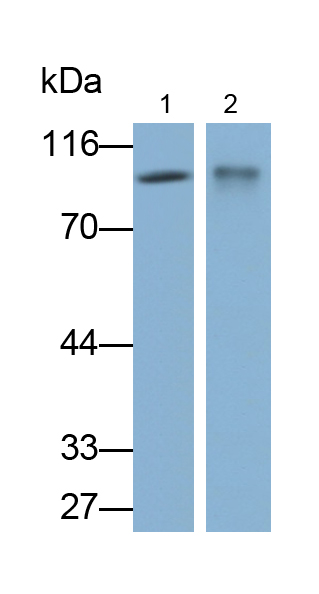 Monoclonal Antibody to Cluster Of Differentiation 34 (CD34)