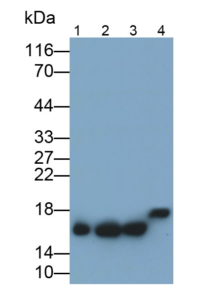 Monoclonal Antibody to Superoxide Dismutase 1 (SOD1)