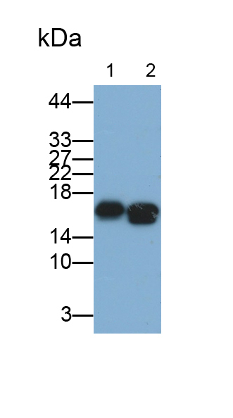 Monoclonal Antibody to Superoxide Dismutase 1 (SOD1)