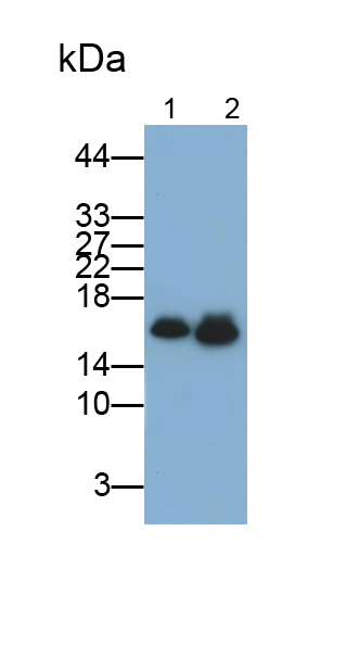 Monoclonal Antibody to Superoxide Dismutase 1 (SOD1)