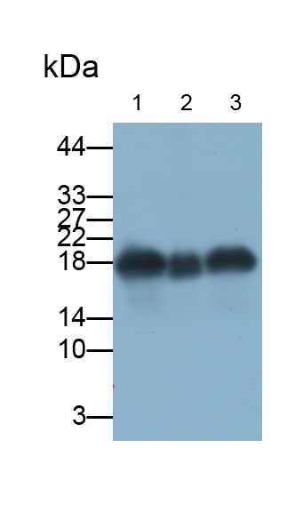 Monoclonal Antibody to Superoxide Dismutase 1 (SOD1)