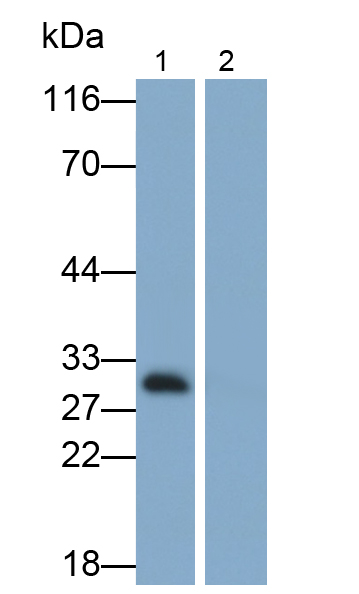 Monoclonal Antibody to Interleukin 33 (IL33)