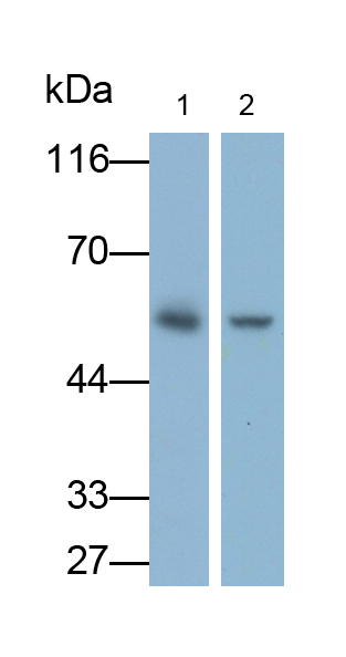 Monoclonal Antibody to Arrestin Beta 2 (ARRb2)
