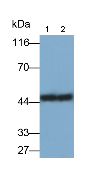 Monoclonal Antibody to Haptoglobin Related Protein (HPR)