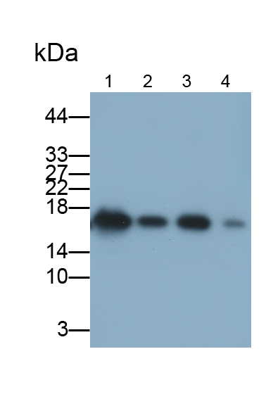 Monoclonal Antibody to S100 Calcium Binding Protein A5 (S100A5)