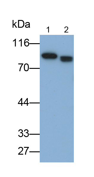 Monoclonal Antibody to Transferrin (TF)