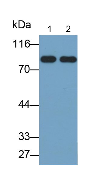 Monoclonal Antibody to Transferrin (TF)