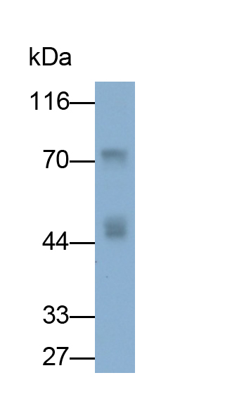 Monoclonal Antibody to Integrin Beta 6 (ITGb6)