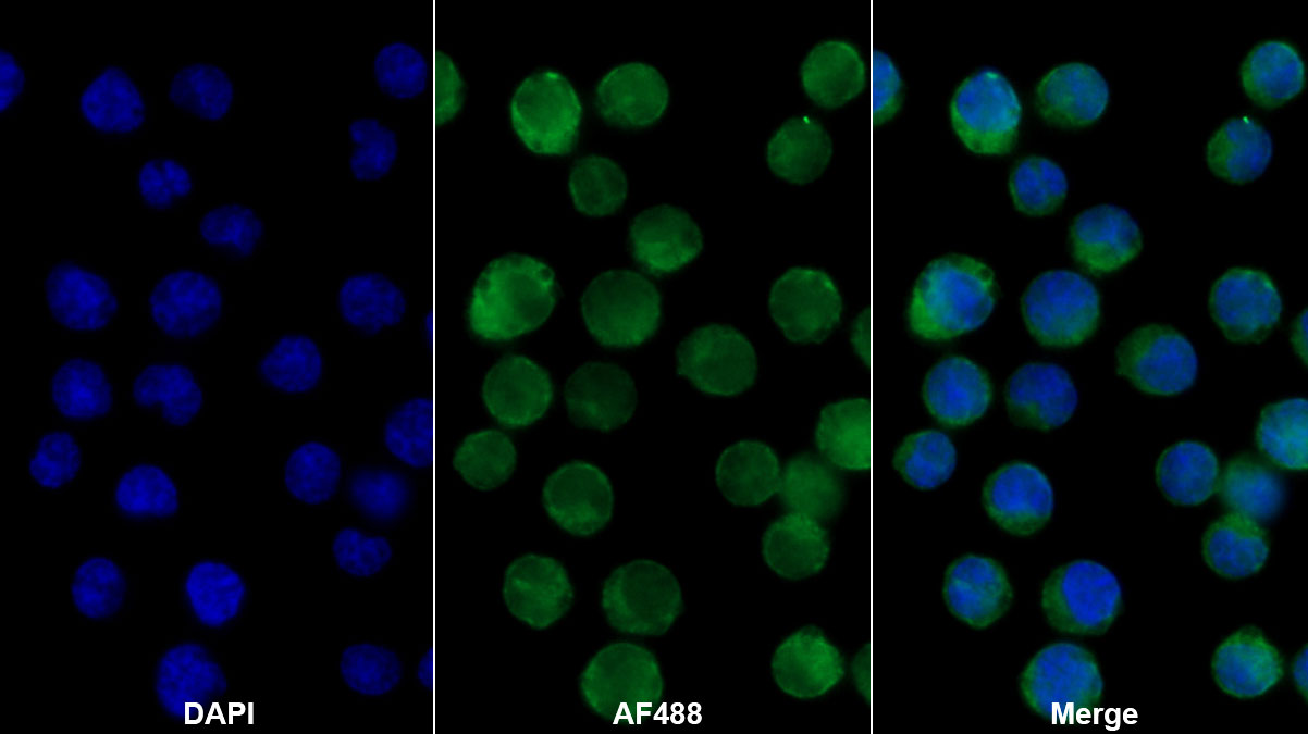 Monoclonal Antibody to HLA Class II Histocompatibility Antigen, DR Alpha Chain (HLA-DRA)