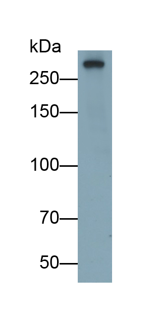 Monoclonal Antibody to Filamin A Alpha (FLNa)