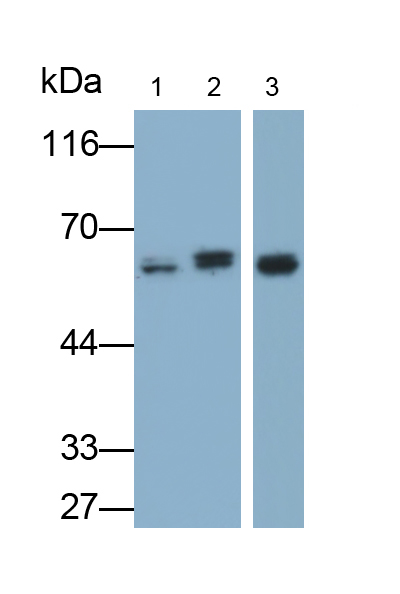 Monoclonal Antibody to Protein Kinase B Alpha (PKBa)