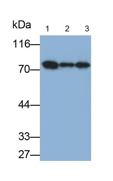 Monoclonal Antibody to Zyxin (ZYX)