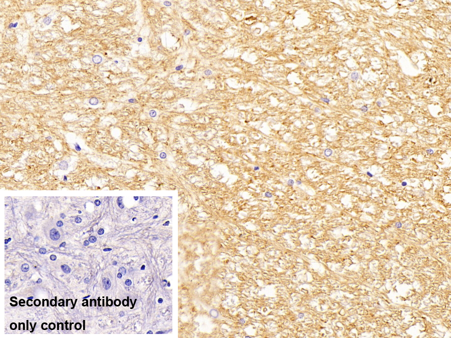 Monoclonal Antibody to 2',3'-Cyclic Nucleotide 3'-Phosphodiesterase (CNP)